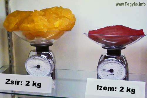 Zsír izom arány - Tényleg nehezebb az izom, mint a zsír?